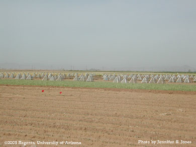 pink bollworm emergence cages