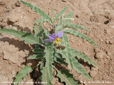 Young silverleaf nightshade (Solanum elaeagnifolium Cav. ) plant in bloom