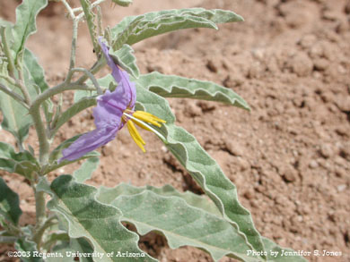 Young silverleaf nightshade (Solanum elaeagnifolium Cav. ) plant in bloom