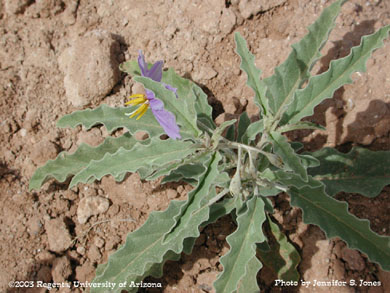 Young silverleaf nightshade (Solanum elaeagnifolium Cav. ) plant in bloom