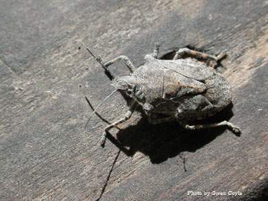 Photo of a Stinkbug - Brochymena parva