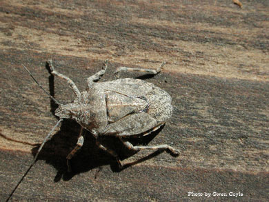 Photo of a Stinkbug - Brochymena parva