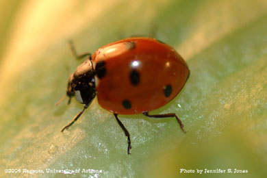 Photo of A sevenspotted lady beetle, Coccinella septempunctata, on lettuce.