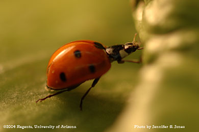 Photo of A sevenspotted lady beetle, Coccinella septempunctata, on lettuce.
