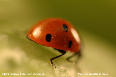 Photo of A sevenspotted lady beetle, Coccinella septempunctata, on lettuce.