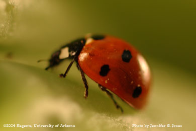 Photo of A sevenspotted lady beetle, Coccinella septempunctata, on lettuce.