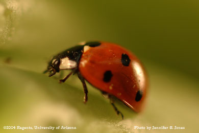 Photo of A sevenspotted lady beetle, Coccinella septempunctata, on lettuce.