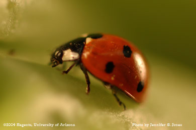 Photo of A sevenspotted lady beetle, Coccinella septempunctata, on lettuce.