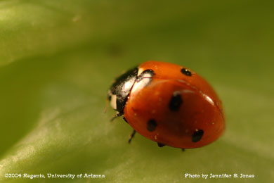 Photo of A sevenspotted lady beetle, Coccinella septempunctata, on lettuce.