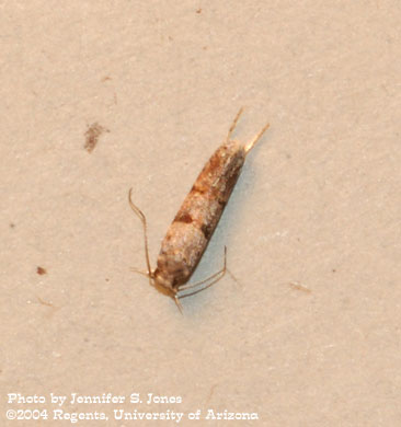 Photo of an Unidentified moth.