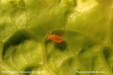 Photo of an Apterous (non-winged) lettuce aphid (Nasonovia ribis-nigri) nymph on lettuce.