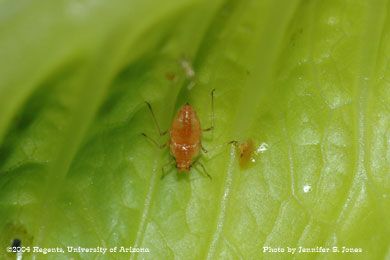 Photo of an Apterous (non-winged) lettuce aphid (Nasonovia ribis-nigri) nymph on lettuce.