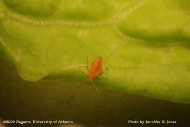 Photo of an Apterous (non-winged) lettuce aphid (Nasonovia ribis-nigri) nymph on lettuce.