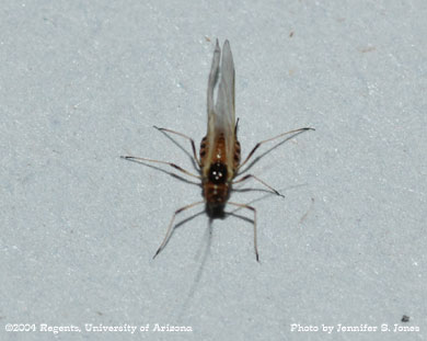Photo of an Alate (winged) adult lettuce aphid (Nasonovia ribis-nigri).