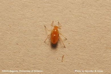Photo of a Large Lettuce aphid (Nasonovia ribis-nigri) nymph