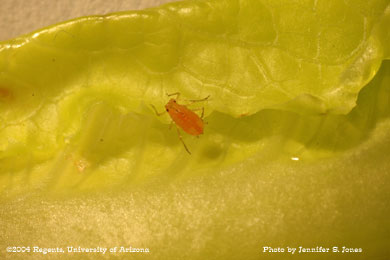 Photo of a Lettuce aphid (Nasonovia ribis-nigri) nymph on lettuce.
