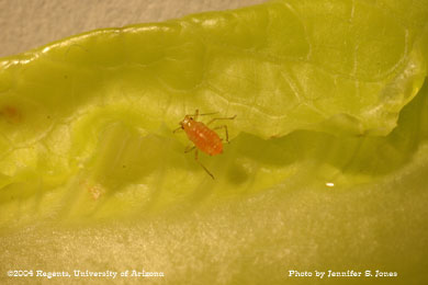 Photo of a Lettuce aphid (Nasonovia ribis-nigri) nymph on lettuce.