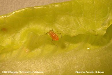 Photo of a Lettuce aphid (Nasonovia ribis-nigri) nymph on lettuce.