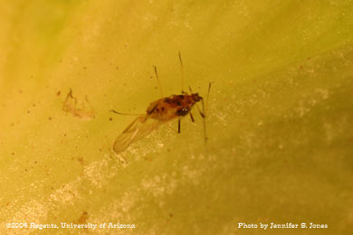 Photo of an Alate (winged) adult lettuce aphid (Nasonovia ribis-nigri) on lettuce.