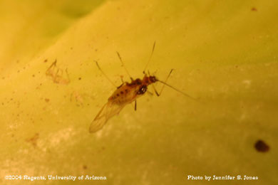 Photo of an Alate (winged) adult lettuce aphid (Nasonovia ribis-nigri) on lettuce.
