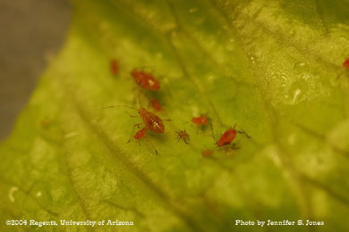 Photo of Lettuce aphid (Nasonovia ribis-nigri) nymphs on lettuce.
