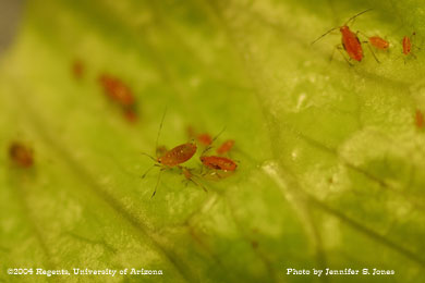 Photo of an Lettuce aphid (Nasonovia ribis-nigri) nymphs on lettuce.