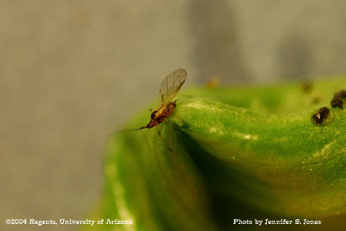 Photo of an Alate (winged) adult lettuce aphid (Nasonovia ribis-nigri) on lettuce.