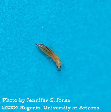 Photo of Western flower thrips (Frankliniella occidentalis) found on a lettuce plant. 