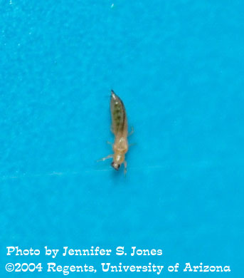 Photo of Western flower thrips (Frankliniella occidentalis) found on a lettuce plant.