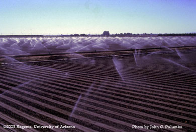 Germination of lettuce with sprinklers in desert lettuce production
