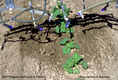 Directed sprays of insecticide being applied to melons with a conventional sprayer.   
