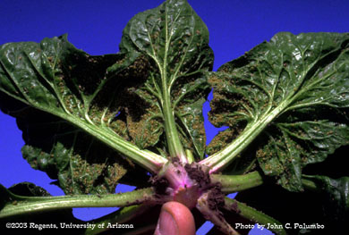 Green peach aphid infesting bunching spinach 