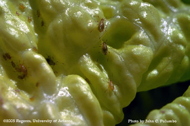 Lettuce aphid on lettuce