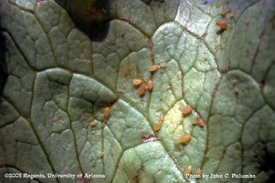 Green peach aphid infesting lettuce leaf