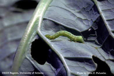 Cabbage looper on cauliflower leaf