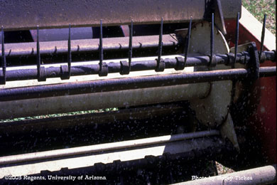 Whiteflies and sooty mold accumulation on swather during alfalfa harvest