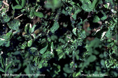 Cowpea aphid infestations on terminals of alfalfa