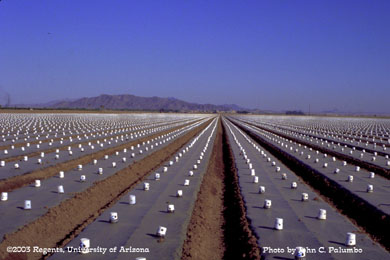Hot caps placed over watermelon transplants in winter production