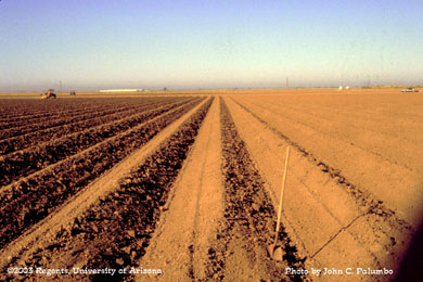 Application of Admire during melon planting operation on Yuma beds