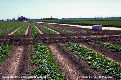 Application of Admire during melon planting operation on Yuma beds