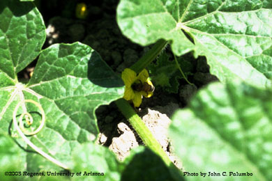 Honeybee visiting cantaloupe bloom