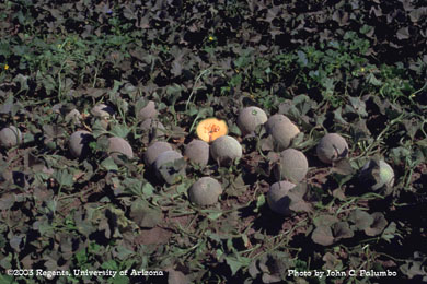 Sooty mold contaminated melons in untreated cantaloupe plots