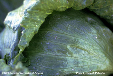 Scarring on untreated lettuce head by western flower thrips 