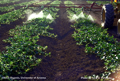Melons plots being sprayer with a hydraulic sprayer