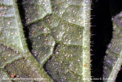 Infestation of whitefly nymphs on leaf of untreated cantaloupe plant
