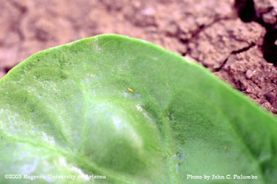 Thrips larvae and Scarring on spinach leaf