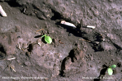 Darkling beetle in diazinon treated lettuce stand
