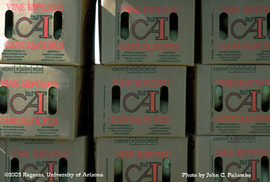 Cartons of melons following harvest in Yuma Valley, Arizona