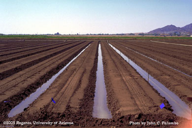  Melon stands in plots established using conventional  beds and sprinkler irrigation,  Yuma Valley, Arizona
