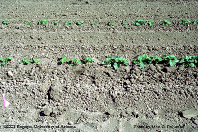  Melon stands in plots established using Yuma beds and furrow irrigation,  Yuma Valley, Arizona